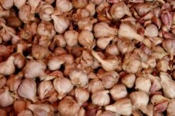 Mr Fothergill's Bulbs Garlic Gourmet Selection