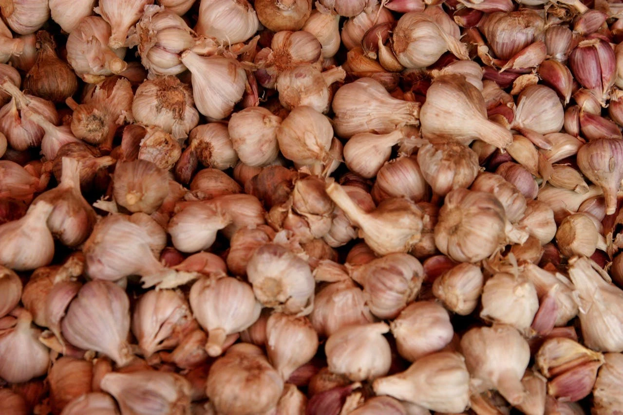 Mr Fothergill's Bulbs Garlic Gourmet Selection 3 Mr Fothergill's Bulbs Garlic Gourmet Selection