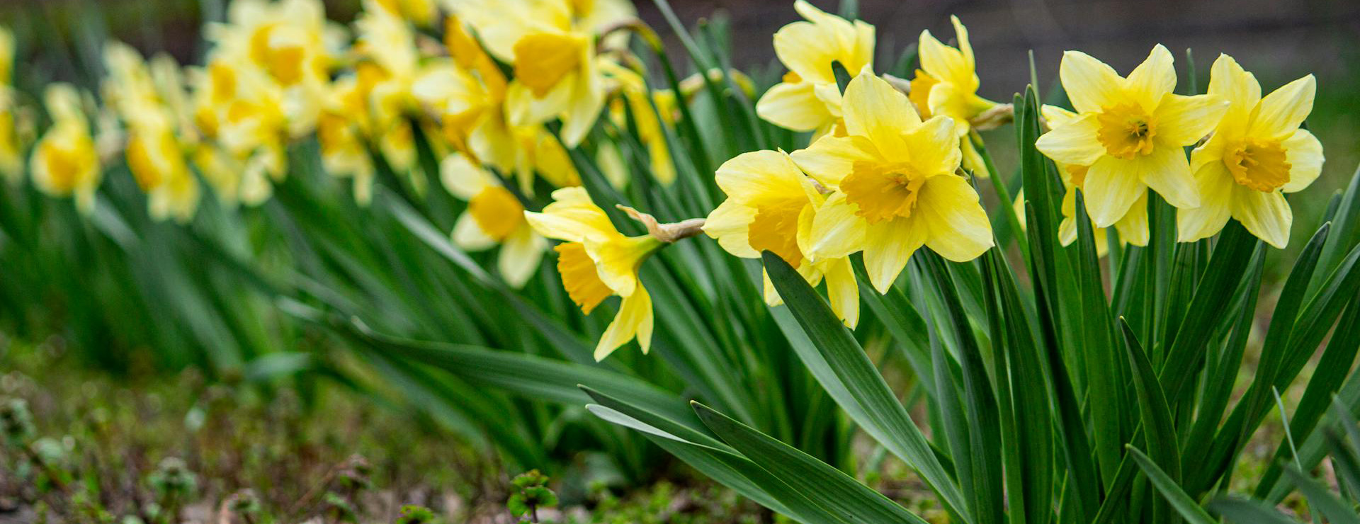 Plant Care Shop 2 Plant Care Shop -Plant Care Shop pexels 636238602 31651828